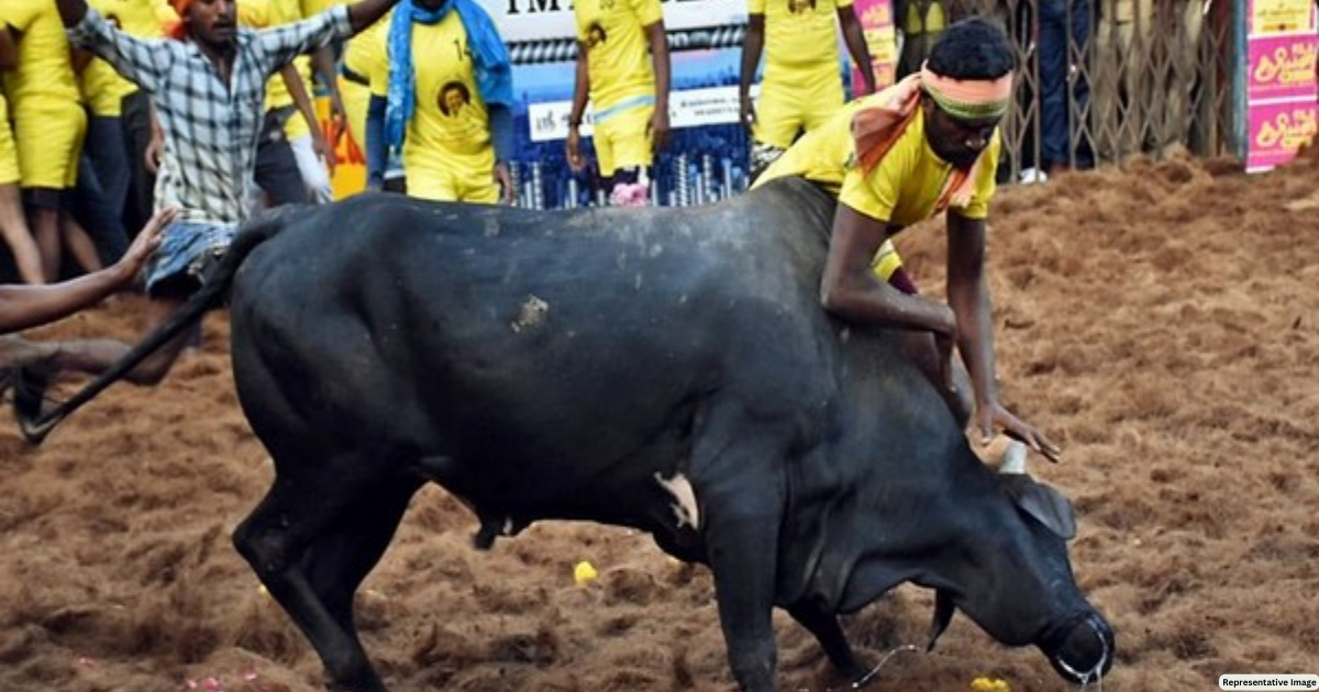 Karnataka: 8 people injured after being attacked by bulls during Kari festival